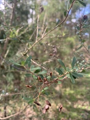 Bursaria spinosa spinosa