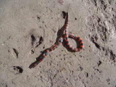 Geophis semidoliatus