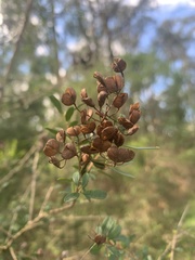 Bursaria spinosa spinosa