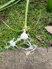 Hymenocallis littoralis