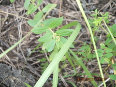 Euphorbia hirta