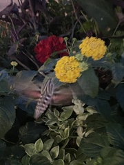 Hyles lineata