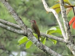 Colaptes rubiginosus