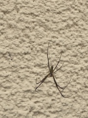 Trichonephila clavata