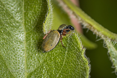 Sassacus barbipes
