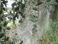 Tillandsia usneoides