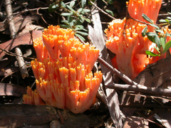 Ramaria capitata