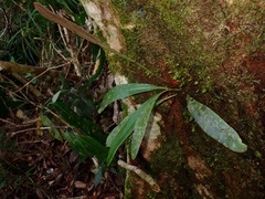Elaphoglossum