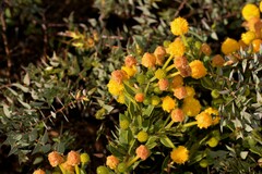 Acacia idiomorpha