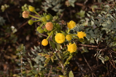 Acacia idiomorpha