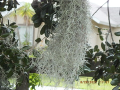 Tillandsia usneoides