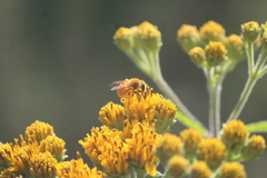 Callandrena