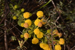 Acacia idiomorpha