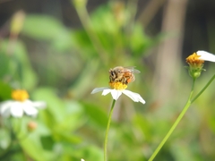 Apis mellifera