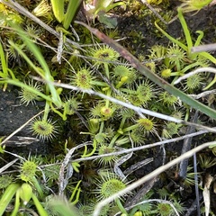 Drosera hookeri