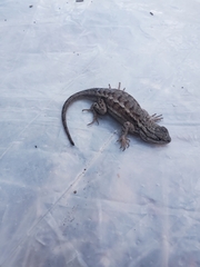 Sceloporus tristichus