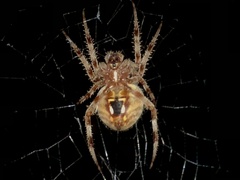 Neoscona domiciliorum