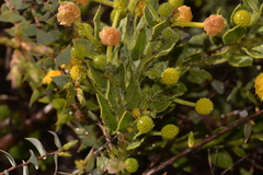 Acacia idiomorpha