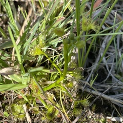 Drosera hookeri