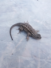 Sceloporus tristichus