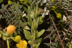 Acacia idiomorpha
