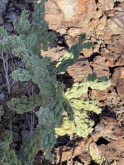 Cylindropuntia cholla