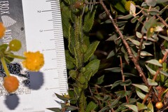 Acacia idiomorpha