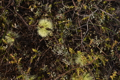 Melaleuca longistaminea