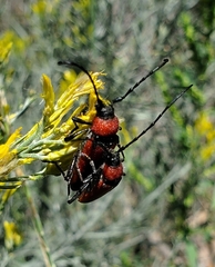 Crossidius coralinus