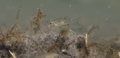 Oregonichthys crameri