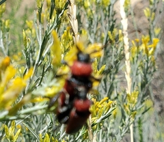 Crossidius coralinus