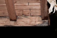Gekko japonicus