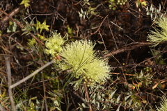 Melaleuca longistaminea