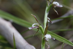 Prasophyllum brevilabre