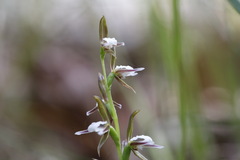 Prasophyllum brevilabre