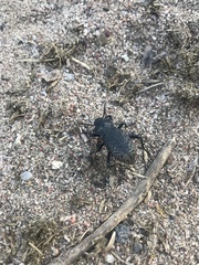 Cryptoglossa variolosa