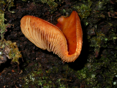 Gymnopilus ferruginosus