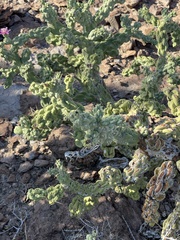 Cylindropuntia cholla