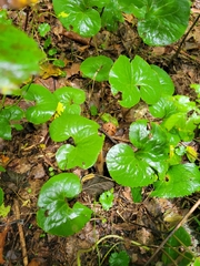 Asarum