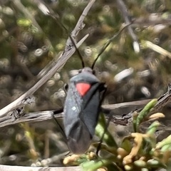 Prepops rubroscutellatus
