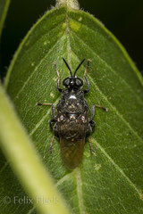 Cyphomyia erecta