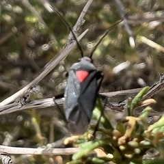 Prepops rubroscutellatus