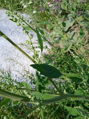 Chenopodium album