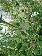 Chenopodium album