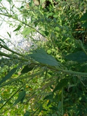 Chenopodium album