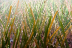 Zostera