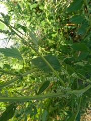 Chenopodium album