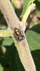 Phidippus