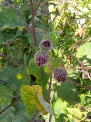 Arctium tomentosum