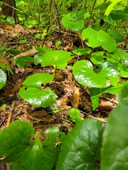 Asarum